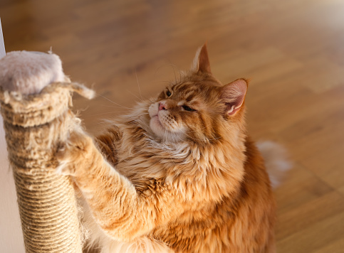 A ginger Maine Coon cat scratching his scratching post.