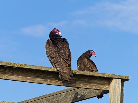 Turkey vultures perch on wooden railing. Vultures are helpful to the environment cleaning up carrion.  Bird pair located at Viera Wetlands Florida