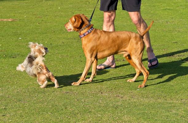 istock A Pit Bull mix and foo foo dog interact in a public park 1473526961