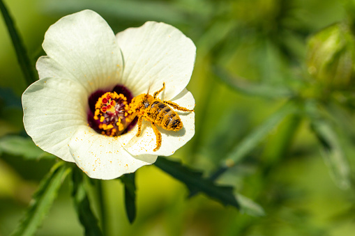 Honey bee on a Hibiscus trionum flower.