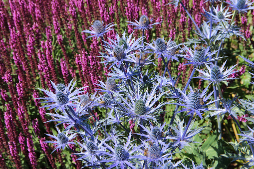 Purple thistle - Alpine Sea Holly (Eryngium alpinum)