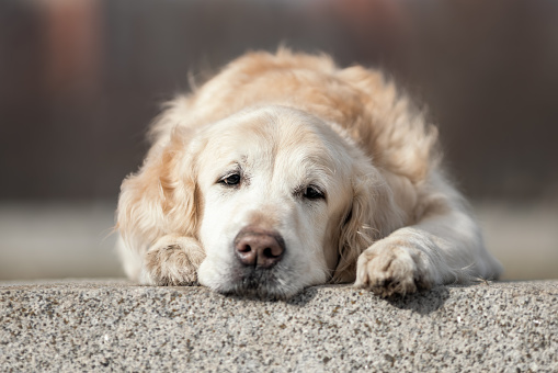 Old sad golden labrador retriever dog lying down outdoors