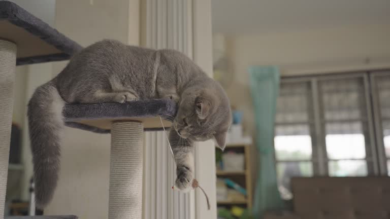 cat playing in living room.