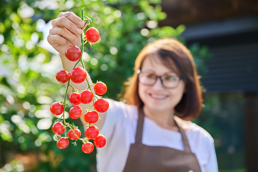 Close-up of branch of red cherry tomatoes in hands of woman. Natural healthy organic food