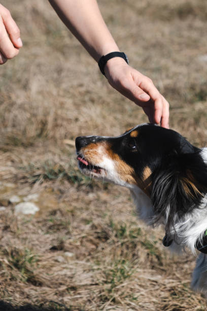 istock Pet a border collie dog 1473529665
