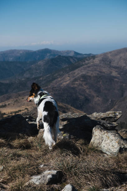 istock Beautiful dog in a good day in mountain 1473529679