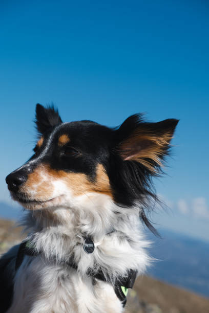 istock Portrait of collie on mountain 1473529737