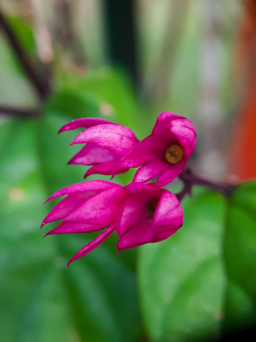 Selective focus of Clerodendron thomsonae is pink that will bloom.
