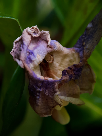 Selective focus of orchid flowers that have withered to shrivel.