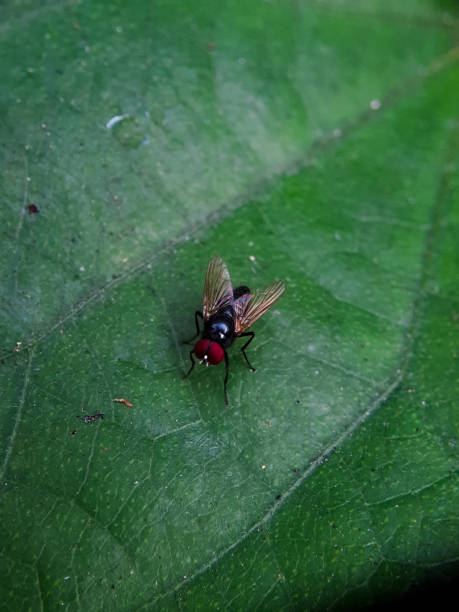 istock Selective focus of flies standing on leaves. 1473530676