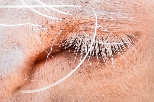 Close-up of the eye of a white fallow deer (Dama dama)