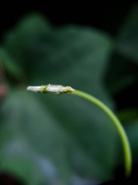 istock Selective focus of curved twig shoots. 1473531298