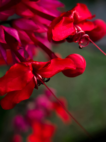 Selective focus of blooming Clerodendron thomsonae is red with nectar of black color.