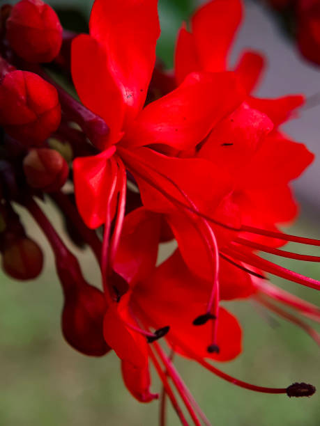 le foyer sélectif de la floraison de clerodendron thomsonae est rouge avec un nectar de couleur noire. - hybrid tea rose photos et images de collection