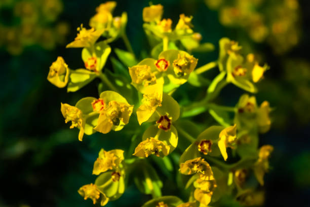 Euphorbia rigida, also known as silver spurge, gopher spurge, or upright myrtle spurge