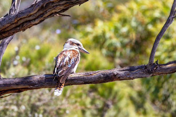 istock Laughing kookaburra, Dacelo novaeguineae, a territorial tree kingfisher native to Australia. This adult bird in perched in a tree in Freycinet National Park, Tasmania. 1473534296