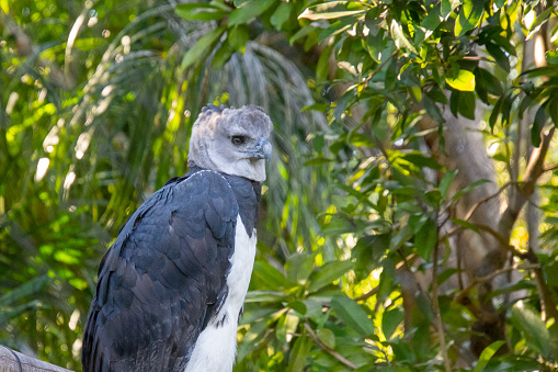 Harpy eagle at rest on a branch watching its surroundings