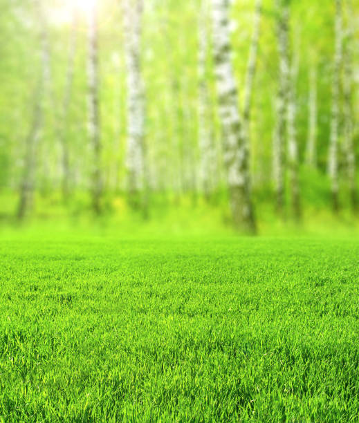 istock Beautiful blurred vertical spring landscape with green grass and birchwood. Blurry summer  nature background with birches and lawn. Focus on green grass on foreground 1473534562