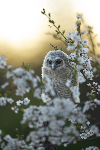 istock Juvenile Tawny owl (Strix aluco) in a cherry plum (Prunus cerasifera) 1473534592