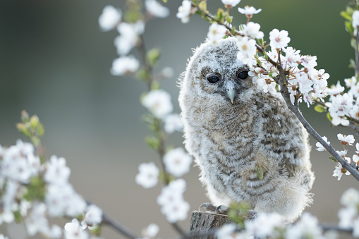 Juvenile Tawny owl (Strix aluco) just out from the nest in a cherry plum (Prunus cerasifera). In spring, cherry plum trees unveil their intensely fragrant flowers and one of the first blossom trees.