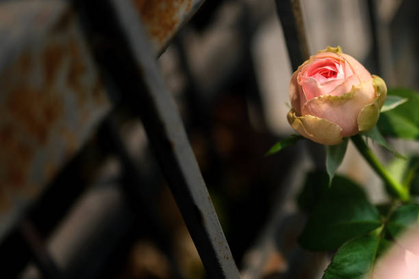a pink rose on a dark green background called 'pride of Jane' .High quality photo