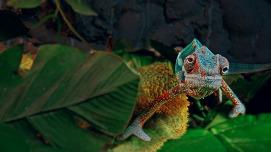 Blue Furcifer pardalis Panther chameleon walks with curiosity among green branches and leaves