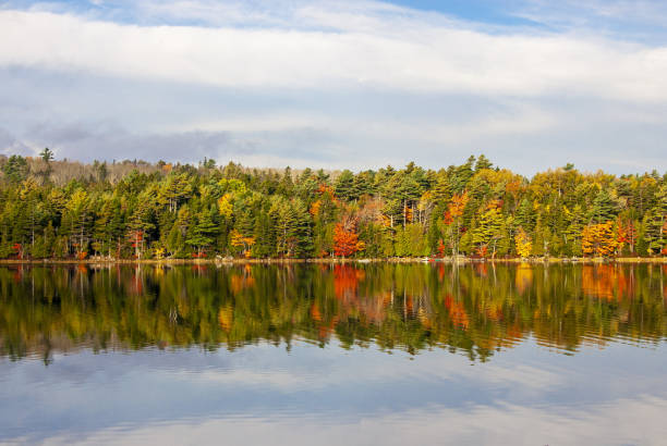 Colorful fall leaves
