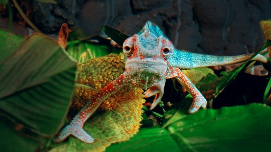 Blue Furcifer pardalis Panther chameleon walks with curiosity among green branches and leaves