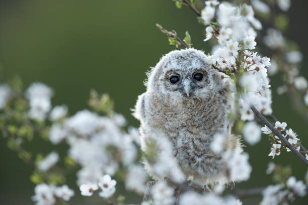 istock Juvenile Tawny owl (Strix aluco) in a cherry plum (Prunus cerasifera) 1473535079
