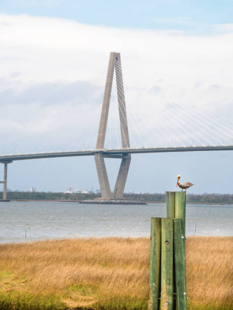 Brown pelican perched on bricole with tower of Ravenel Bridge in background. Cooper River, Charleston, SC. stock photo