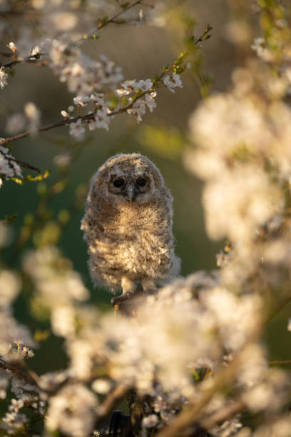 istock Juvenile Tawny owl (Strix aluco) in a cherry plum (Prunus cerasifera) 1473535939
