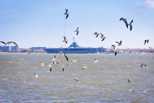 gaivotas em voo disperso sobre charleston harbor, sc, harbor com o uss yorktown ao fundo. céu azul, sol pleno. - charleston harbor - fotografias e filmes do acervo