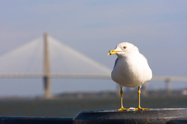Close-up of seagull perched at Charleston Harbor, SC, with Ravenel Bridge in background. stock photo