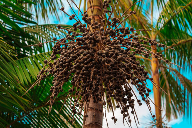 foto de um galho de açaí, bem carregado, ainda preso à árvore - açaí - fotografias e filmes do acervo