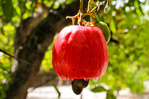 Photo of a beautiful red cashew apple still attached to the tree