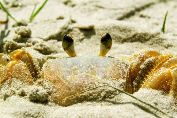istock Siri on the Beach picture 1473536351