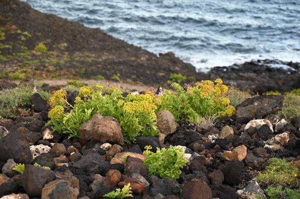 istock Amarilla mountain, Costa del Silencio, Tenerife 1473536841