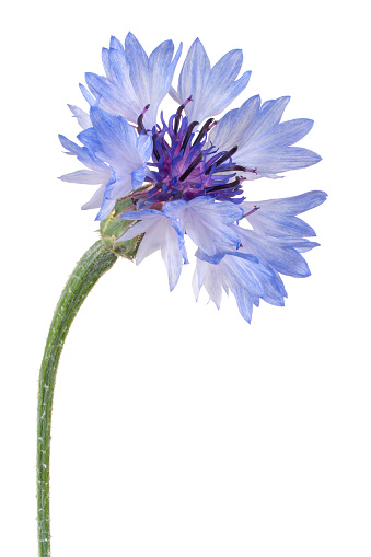 Studio Shot of Blue Colored Cornflower Isolated on White Background. Large Depth of Field (DOF). Macro. Close-up.