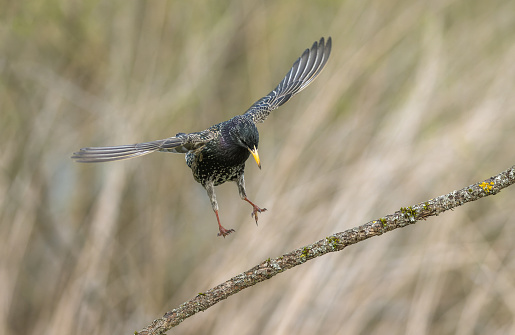 Common starling (Sturnus vulgaris) landing on a branch.