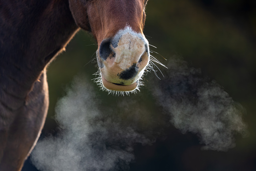 Detail shot of a horse breathing on a cold autumn morning.