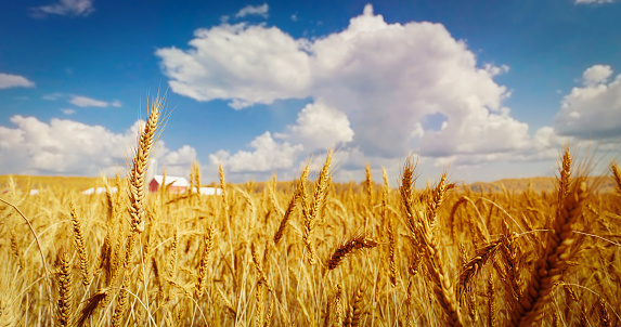 Digitally generated golden wheat field against sun light under blue sky.\n\nThe scene was created in Autodesk® 3ds Max 2023 with V-Ray 6 and rendered with photorealistic shaders and lighting in Chaos® Vantage with some post-production added.