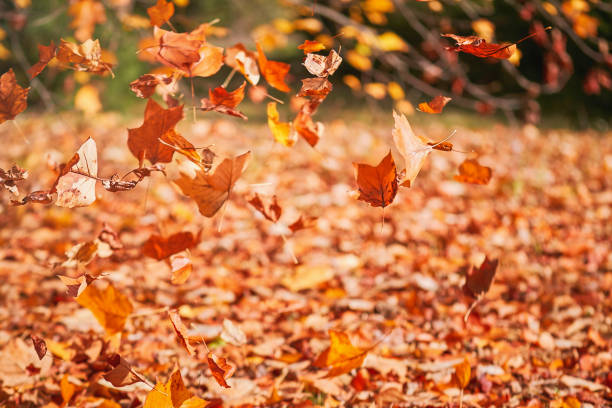 istock golden autumn leaves fall to the ground 1473540558