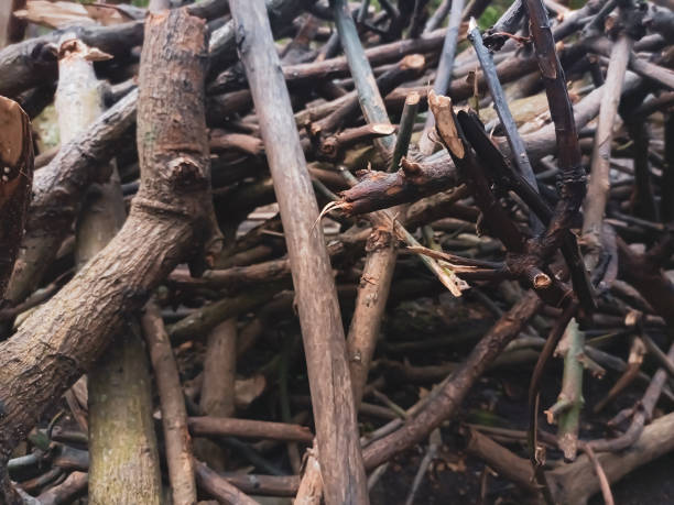 istock dry logs in front of the house 1473540790