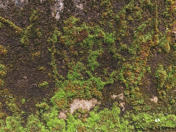 istock walls full of green moss that is not maintained 1473541195