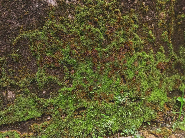 istock walls full of green moss that is not maintained 1473541196