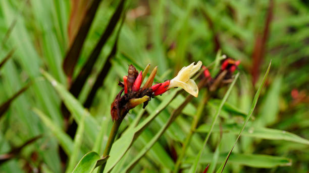 istock Zingiber Officinale Var Rubrum Rhizoma 1473541347