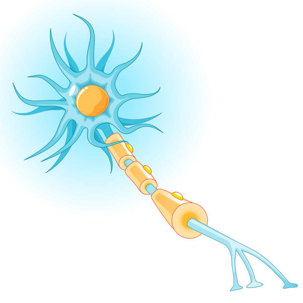 Structure of a typical neuron Anatomy of a typical neuron. Structure of nerve cell: axon, synapse, dendrite, myelin  sheath, node Ranvier and Schwann cell. Vector diagram human cell nucleus stock illustrations