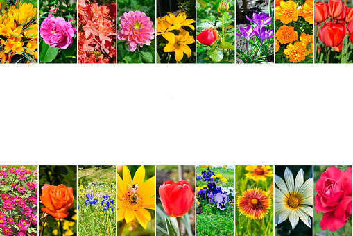 Photo collage of garden flowers photos. Free space for text.