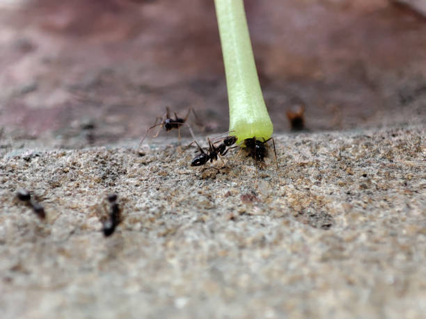 istock Hunting for honey! 1473542460