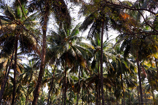 Large and tall Coconut palm trees in green garden of South India.